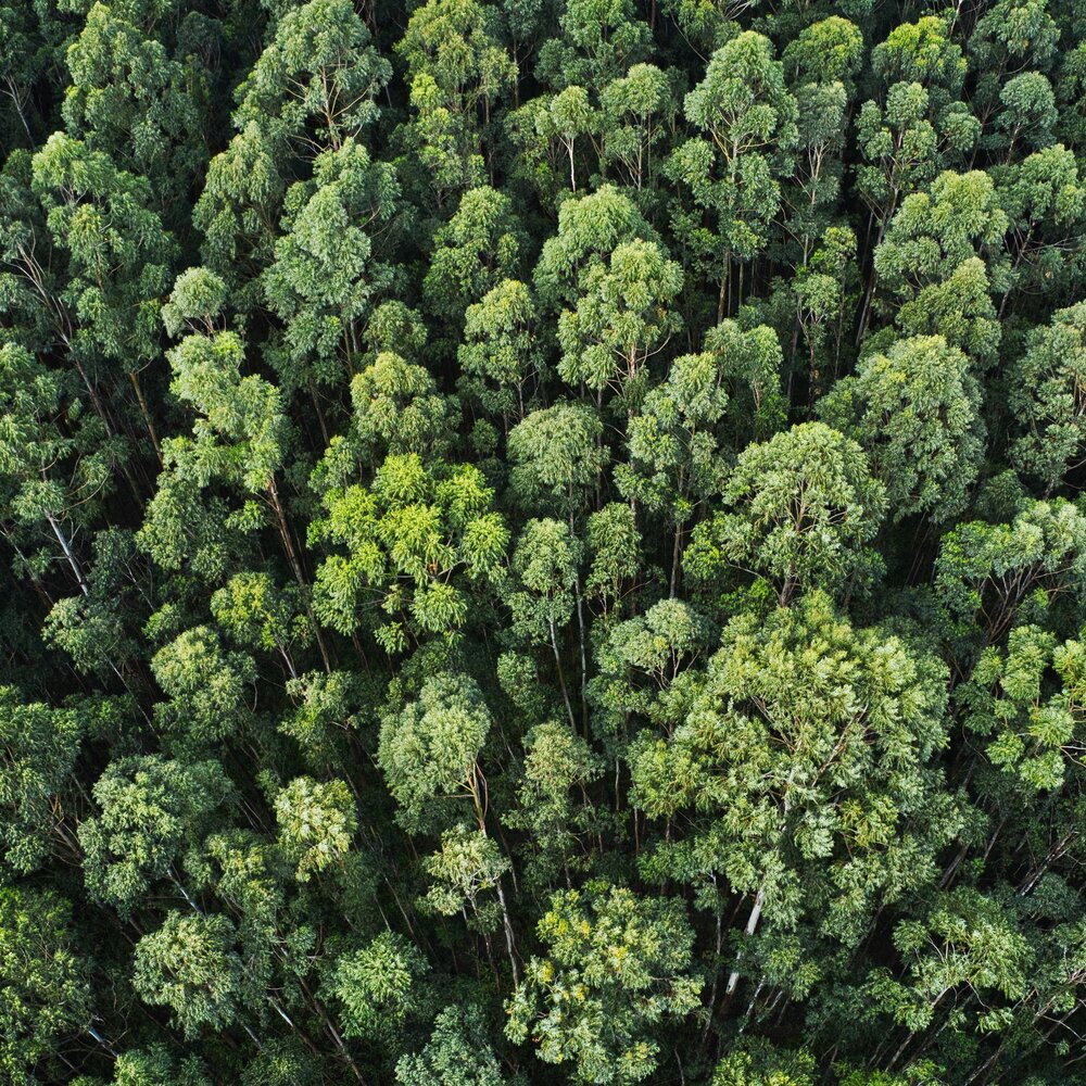 Sustainability Forest